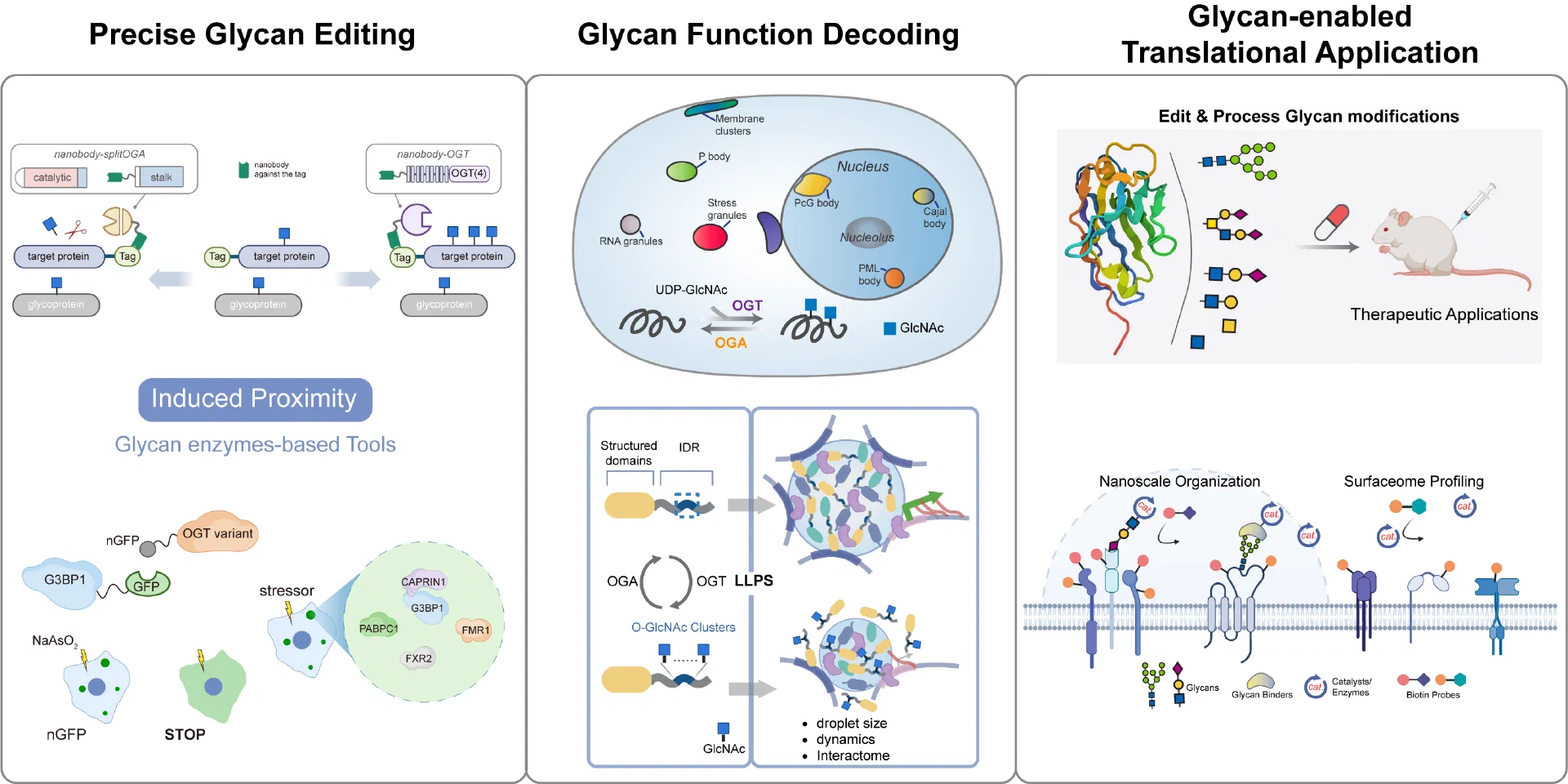 A schematic of the "read–edit–engineer" framework for glycan chemical biology, spanning the protein-glycan and RNA-glycan axes.